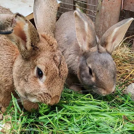 4 Pers Proche Cure Thermale, Futuroscope, Calme Et Nature A Posay *