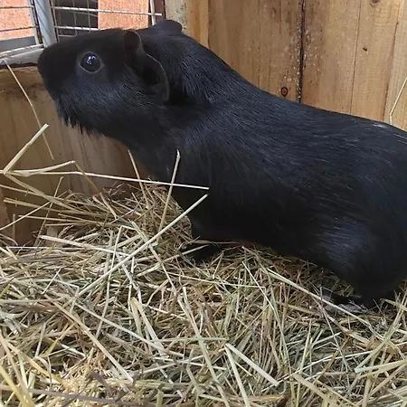 Prázdninový dům 4 Pers Proche Cure Thermale, Futuroscope, Calme Et Nature A Posay