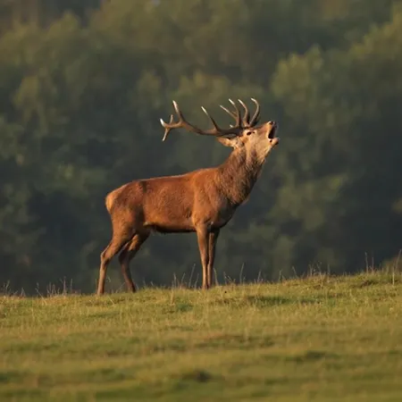 4 Pers Proche Cure Thermale, Futuroscope, Calme Et Nature à Posay Hébergement de vacances