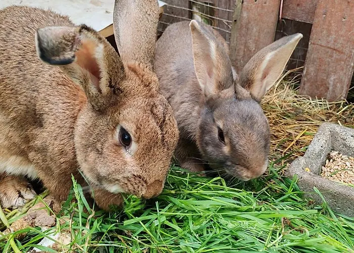 4 Pers Proche Cure Thermale, Futuroscope, Calme Et Nature A Posay *