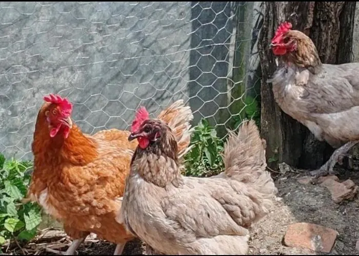 Сasa de vacaciones 4 Pers Proche Cure Thermale, Futuroscope, Calme Et Nature A Posay *