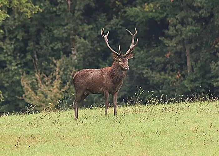 4 Pers Proche Cure Thermale, Futuroscope, Calme Et Nature A Posay